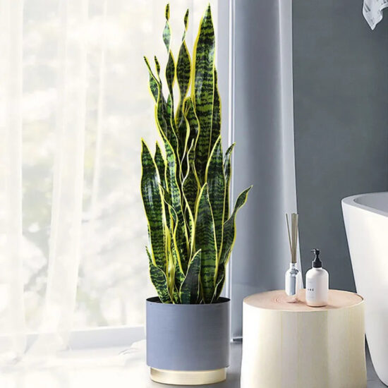 Faux Snake Plant